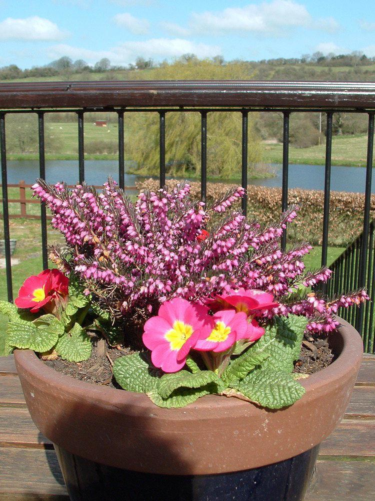Cameley Lodge - Self Catering Temple Cloud Esterno foto